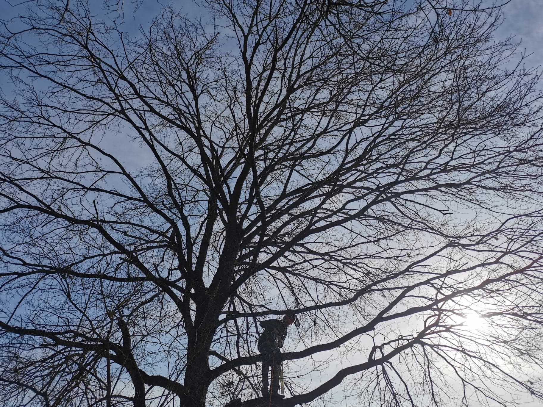 Jardins Forêts Services, Entreprise professionnelle d’entretien d’espaces verts, élagage, forêts, terrassement, assainissement et clôtures.